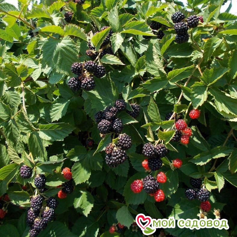 Ежевика кустовая "Трипл Краун"
