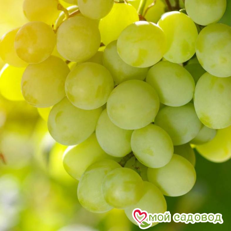 Виноград Супер Экстра