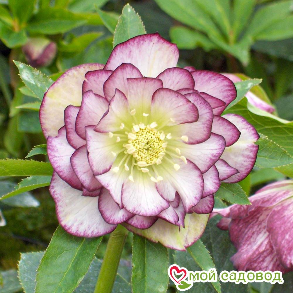 Морозник Дабл Элен Пикоти